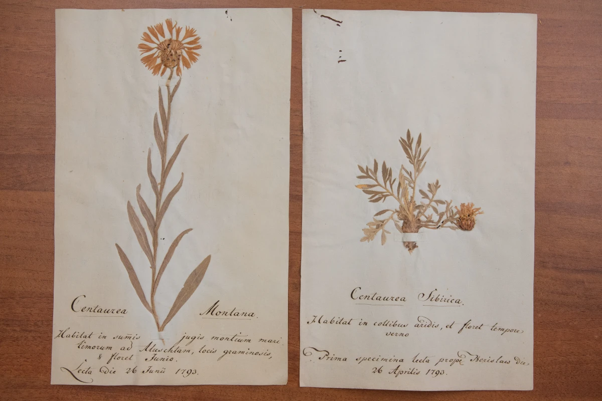 Билет на обзорную экскурсию в Гербарий СПбГУ, фото 2