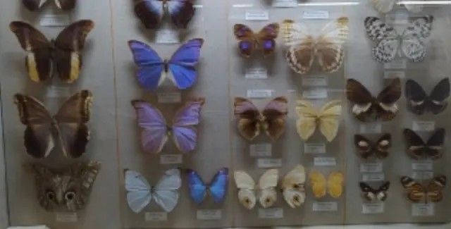 Экскурсия «В мире насекомых. Настоящие хозяева Земли!» в Зоологическом музее Санкт-Петербурга